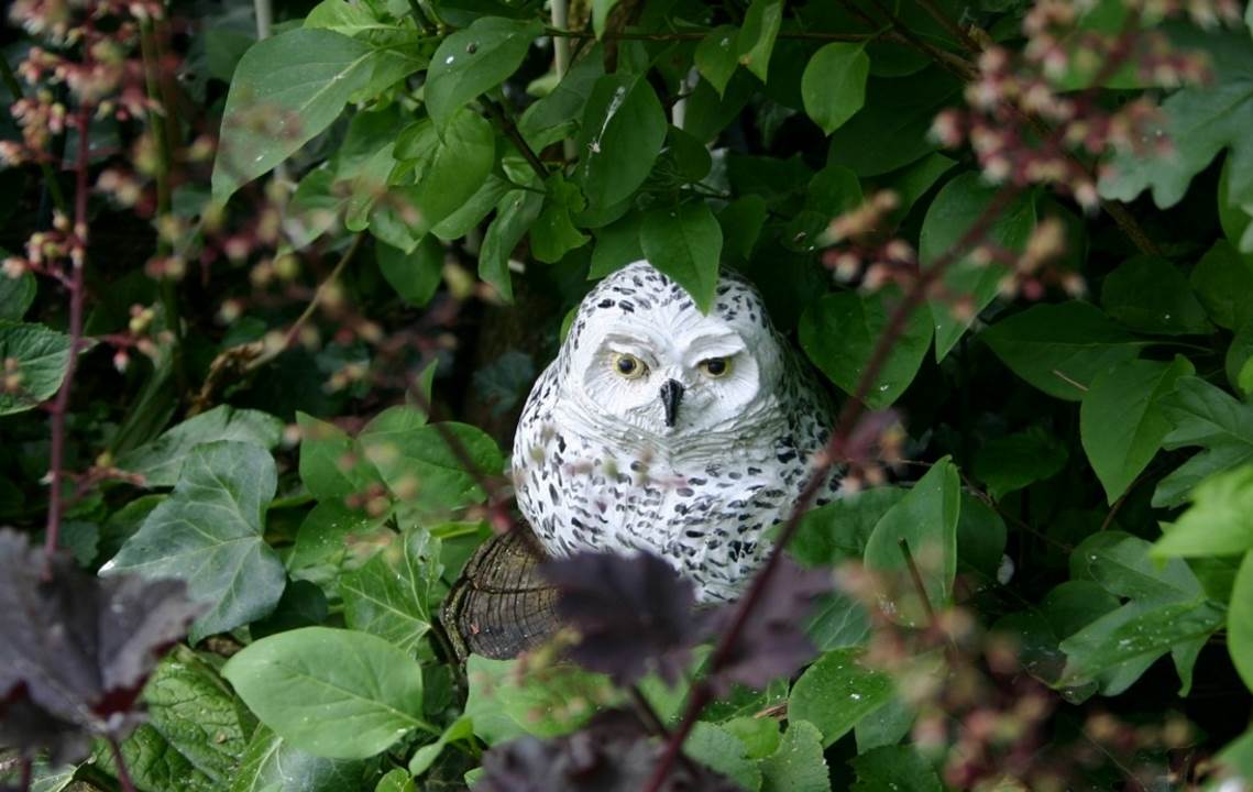 Weiße Eule
